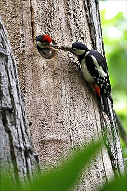 Female feeding juvenile