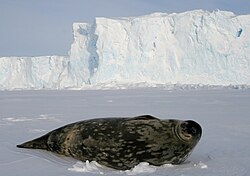 Weddell seals (Leptonychotes weddellii) are the most southerly of Antarctic mammals.