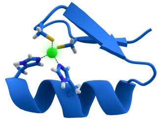 Cartoon representation of the Cys2His2 zinc finger motif, consisting of an α helix and an antiparallel β sheet. The zinc ion (green) is coordinated by two histidine residues and two cysteine residues.