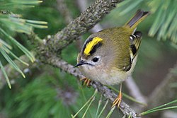 Female R. r. regulus in England