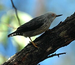 The bill of the varied sittella is upturned.
