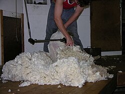 Fine Merino shearing in Lismore, Victoria