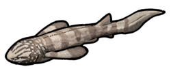 Stensioella heintzi