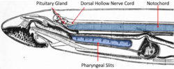 Lampreys are a part of the vertebrate group Cyclostomatous. The above illustration labels chordate synapomorphies found in lampreys. The notochord, dorsal hollow nerve cord, pituitary gland, pharyngeal slits, and post-anal tail (not depicted above) are all found in the lamprey.