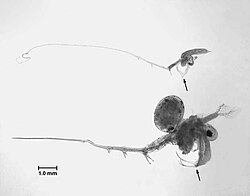 Fishhook waterflea (above) and Bythotrephes longimanus (spiny water flea) (below)
