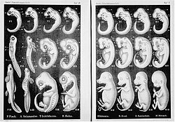 1874 illustration from Anthropogenie showing "very early", "somewhat later" and "still later" stages of embryos of fish (F), salamander (A), turtle (T), chick (H), pig (S), cow (R), rabbit (K), and human (M)