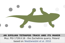 Animation of a Devonian tetrapod