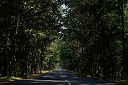 Social forestry in Andhra Pradesh, India, providing fuel, soil protection, shade, and even well-being to travelers.