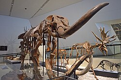 Fossils in the Gallery of the Age of Mammals