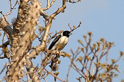 Lafresnaye's vanga (Xenopirostris xenopirostris)
