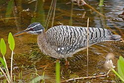 Sunbittern (Eurypiga helias)
