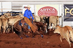 Cutting horse competition.
