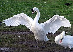 The mute swan with outstretched wings