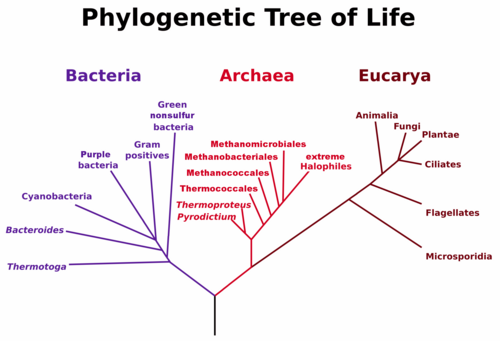 Phylogenetic tree based on Woese et al. rRNA analysis. The vertical line at bottom represents the last universal common ancestor (LUCA).[4]