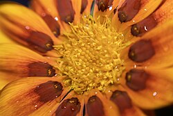Close-up macro shot of flower of gazania rigens