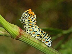 Aposematic caterpillar of Papilio machaon, in threat pose