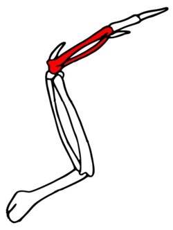Carpometacarpus is in red in this description of the bird wing bones