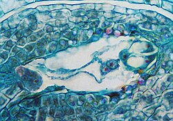 Embryo sac is a reduced female gametophyte.
