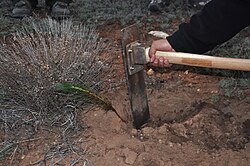 X Fire Tree Planting Restoration Project, Kaibab National Forest,April 2012