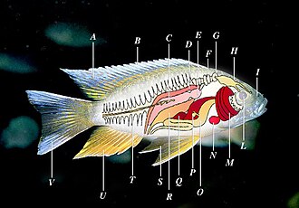 Anatomy of a typical ray-finned fish (cichlid) A: dorsal fin, B: fin rays, C: lateral line, D: kidney, E: swim bladder, F: Weberian apparatus, G: inner ear, H: brain, I: nostrils, L: eye, M: gills, N: heart, O: stomach, P: gall bladder, Q: spleen, R: internal sex organs (ovaries or testes), S: pelvic fins, T: spine, U: anal fin, V: tail (caudal fin). Possible other parts not shown: barbels, adipose fin, external genitalia (gonopodium)