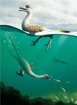Life restoration of halszkaraptorine Natovenator, depicting swimming behavior