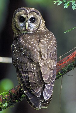 The northern spotted owl primarily inhabits old-growth forests in the northern part of its range (Canada to southern Oregon) and landscapes with a mix of old and younger forest types in the southern part of its range (the Klamath region and California).