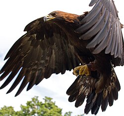 In flight