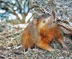 The endangered Hispaniolan solenodon, endemic to the island