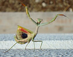 A praying mantis in deimatic or threat pose displays conspicuous patches of colour to startle potential predators. This is not warning coloration as the insect is palatable.