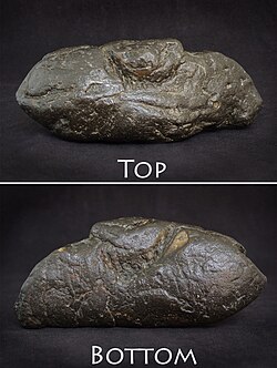 This coprolite shows distinct top and bottom jaw bite marks, possibly from a prehistoric gar fish. Discovery location: South Carolina, US; age: Miocene; dimensions: 144.6 mm × 63.41 mm (5.693 in × 2.496 in); weight: 558 g (1 lb 3.7 oz)
