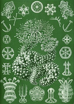 Holothurians plate by Ernst Haeckel from his Kunstformen der Natur (1904)