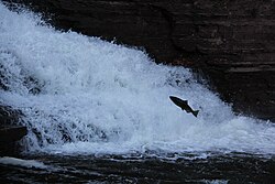 Jumping up a waterfall at Oak Orchard Creek, Lake Ontario