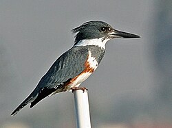 Belted kingfisher