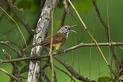 Happy wren (Pheugopedius felix)