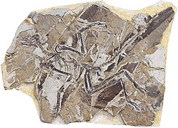 Anchiornis specimen YTGP-T5199