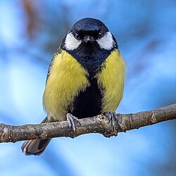 Great tit in Sweden, winter 2016