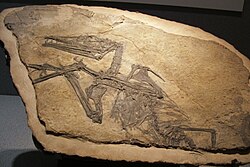 Fossil of Eudimorphodon, one of the most primitive pterosaurs