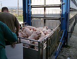 Pigs being loaded into their transport