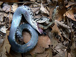 Eastern hog-nosed snake playing dead