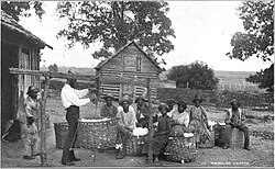 "Weighing cotton after the day's picking" c. 1908 in Monticello, Florida, with a black man in a sack used as the counterweight; when a New York reporter visited a cotton gin in South Carolina in 1851, the managers reported that it cost an average of $75 a year to staff the gin with black slaves, whereas it would have cost $116 to use free whites[345]