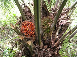 Oil palm fruits on the tree