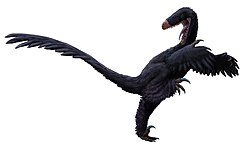 Luanchuanraptor, a dromaeosaurid of uncertain placement