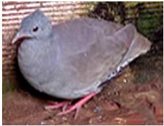 The small-billed tinamou has been considered a suitable candidate for domestication