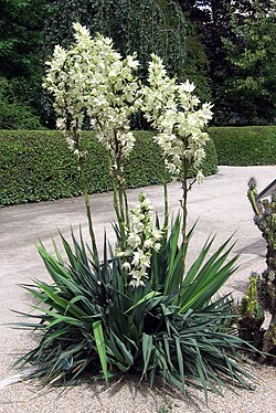 Yucca flaccida in the Royal Botanical Garden of Madrid