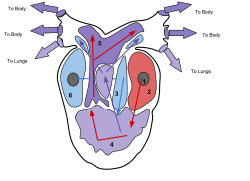 A cross section of a three-chambered adult amphibian heart. Note the single ventricle. The purple regions represent areas where mixing of oxygenated and de-oxygenated blood occurs. Pulmonary veinLeft atriumRight atriumVentricleConus arteriosusSinus venosus