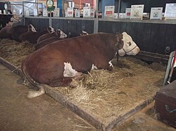 Expointer in Esteio is considered the largest livestock show in Latin America.