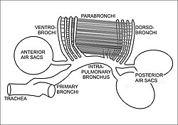 The anatomy of bird's respiratory system, showing the relationships of the trachea, primary and intra-pulmonary bronchi, the dorso- and ventro-bronchi, with the parabronchi running between the two. The posterior and anterior air sacs are also indicated, but not to scale.