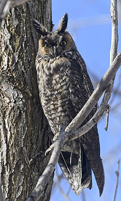 A long-eared owl (Asio otus) in an erect pose