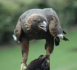 Captive adult of the North American subspecies Aquila chrysaetos canadensis