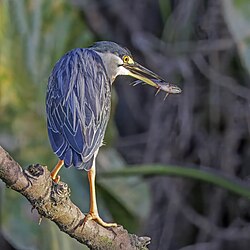 with a fish in Ecuador